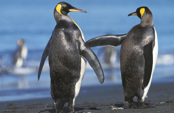 Zwei Pinguine am Strand